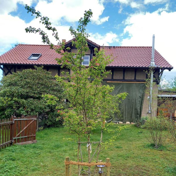 Baumfrieden Bäumchen im Garten